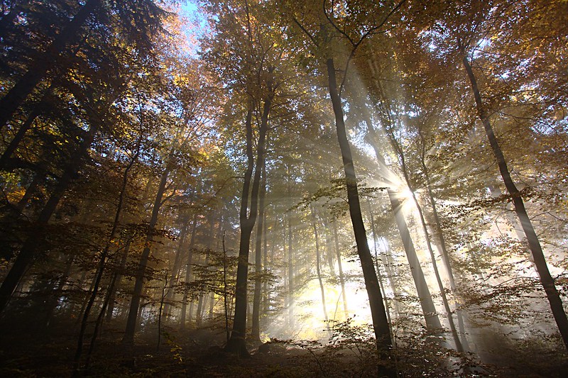 Foto: David Lienhard